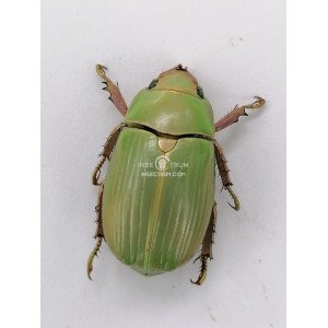 CHRYSINA MODESTA CHRYSINA MODESTA